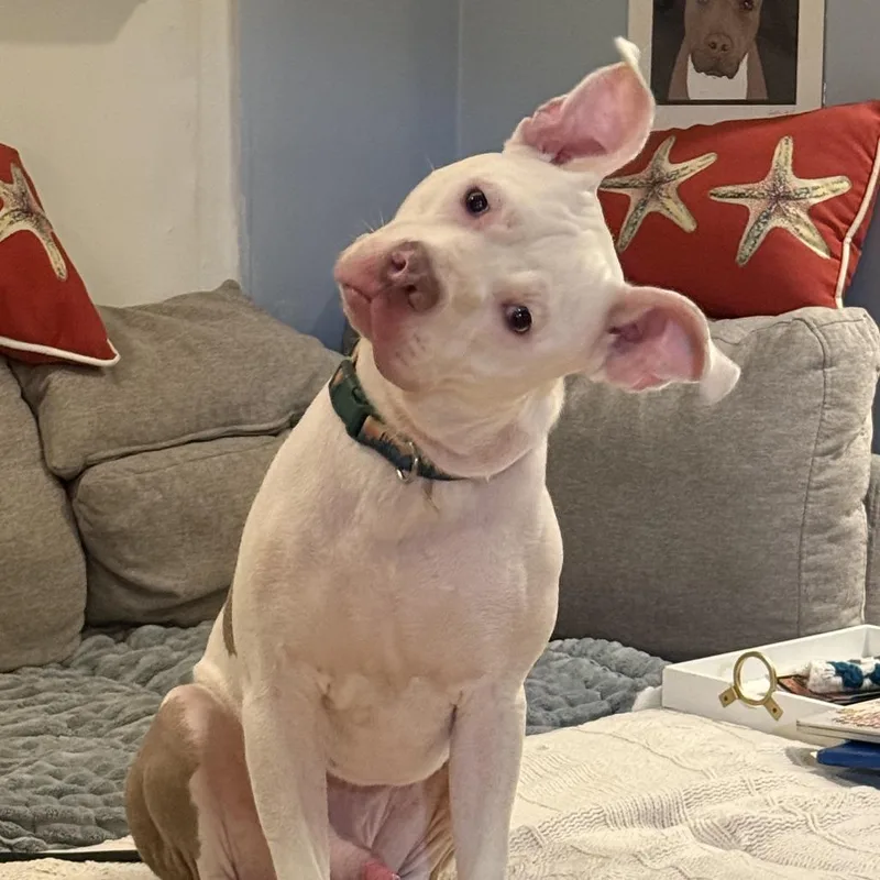 Chester thumbnail 3