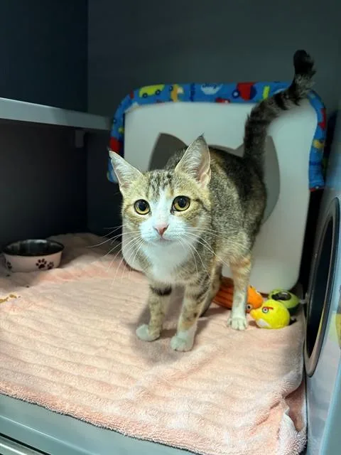 A young large-sized female Domestic Short Hair cat named Cherry Soda for adoption in Leesburg, VA