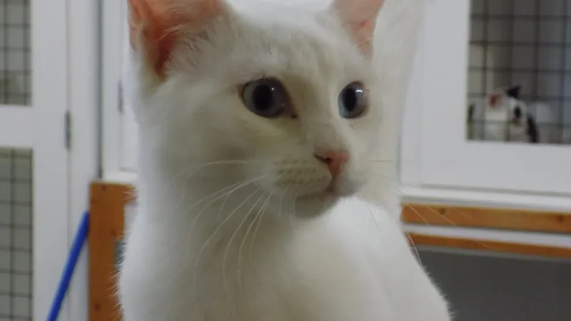 A baby medium-sized female White Domestic Short Hair cat named Betty Lue for adoption in Savanna, IL