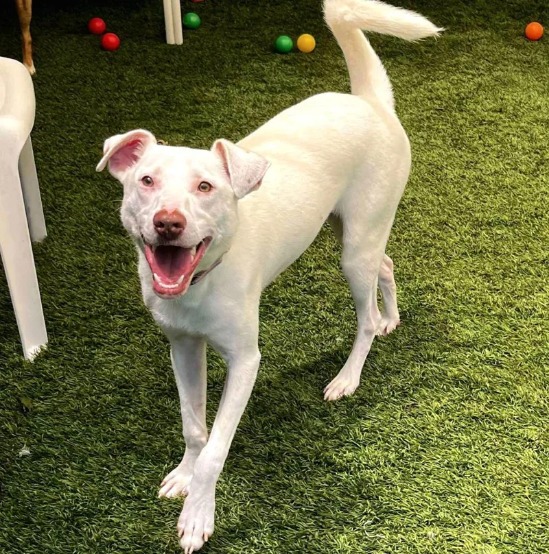 Charmander thumbnail 2