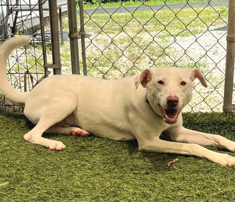 Charmander thumbnail 3