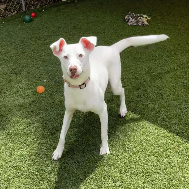 Charmander thumbnail 4