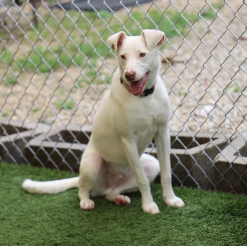 Charmander thumbnail 5