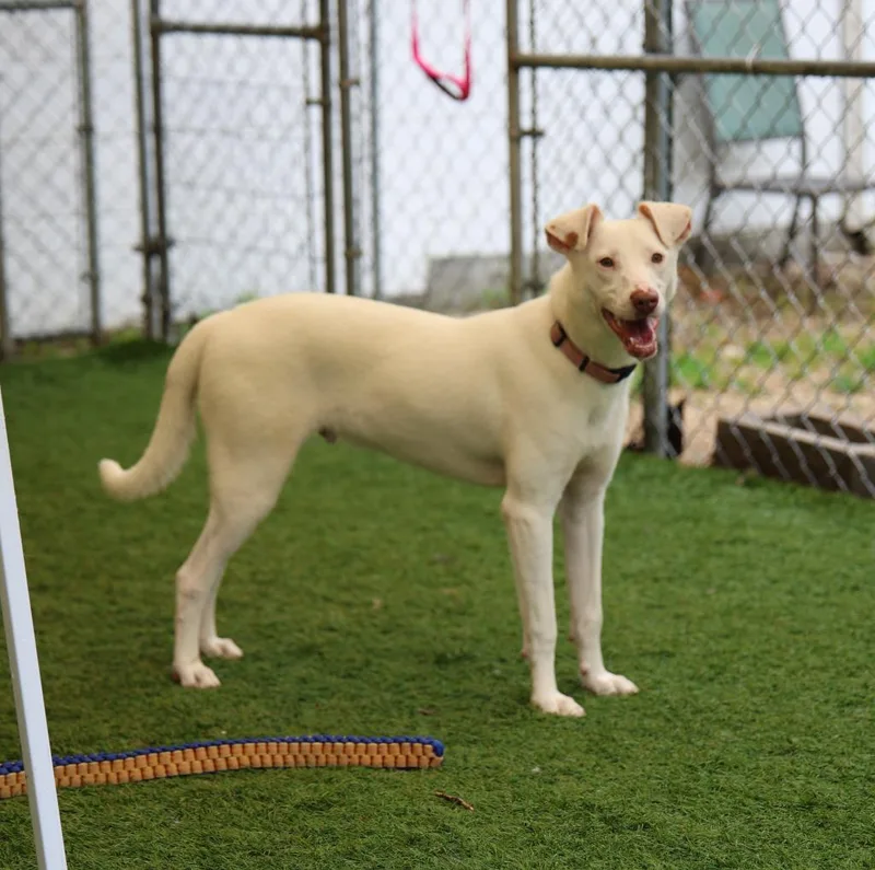 Charmander thumbnail 6