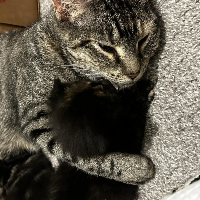 A young medium-sized female Tabby (Gray / Blue / Silver) Domestic Short Hair cat named Mama Beanie for adoption in Shaker Heights, OH