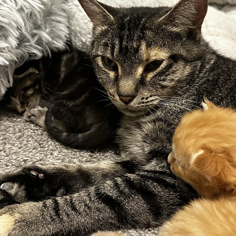 Mama Beanie thumbnail 2