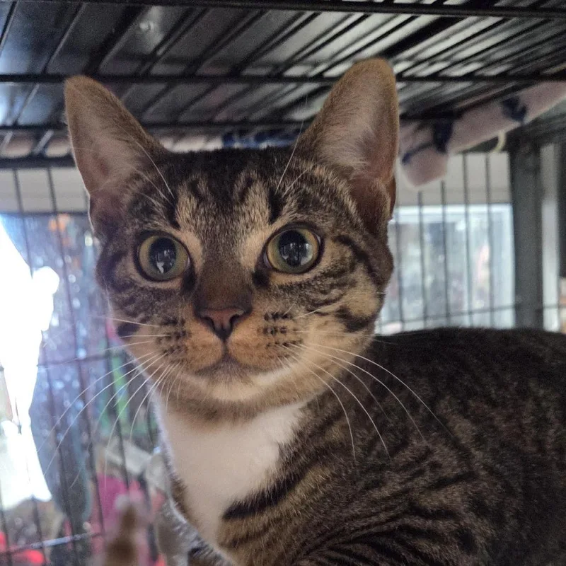 A young medium-sized male Gray / Blue / Silver Domestic Short Hair cat named Sidekick for adoption in Camden, DE