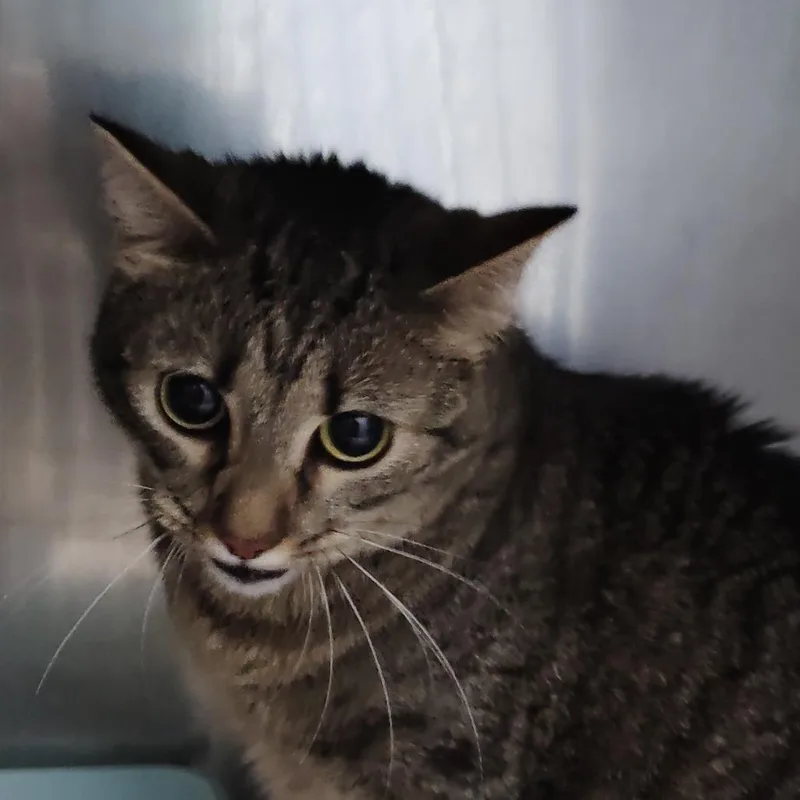An adult small-sized female Gray / Blue / Silver Domestic Short Hair cat named Tootles for adoption in Valley, AL