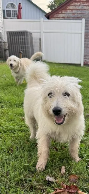 A baby medium-sized male White / Cream Terrier dog named Clark Kent for adoption in Albany, NY
