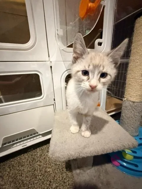 A baby small-sized male Siamese cat named Harry Potter for adoption in Los Angeles, CA