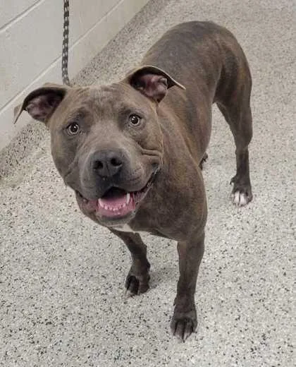 An adult large-sized female Gray / Blue / Silver Pit Bull Terrier dog named Baby Cakes for adoption in Kansas City, MO
