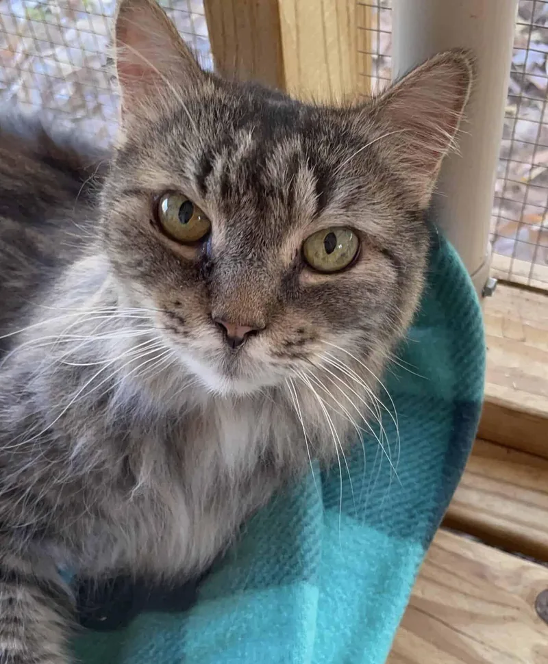 A young medium-sized female Domestic Long Hair cat named Misha for adoption in Greenville, SC