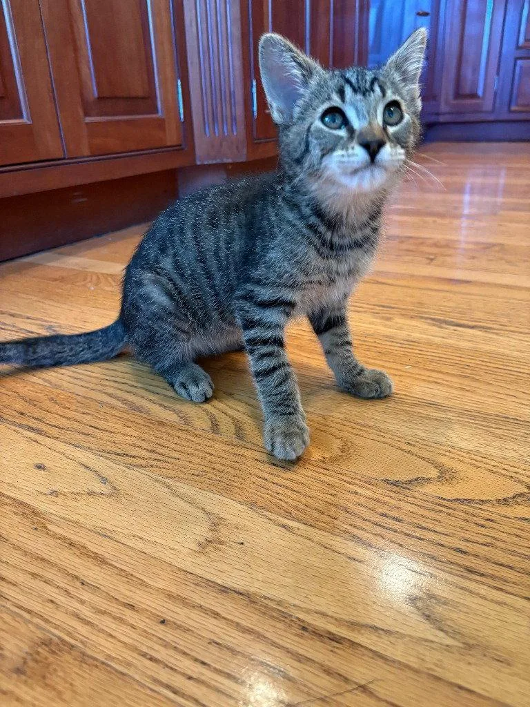 Moe