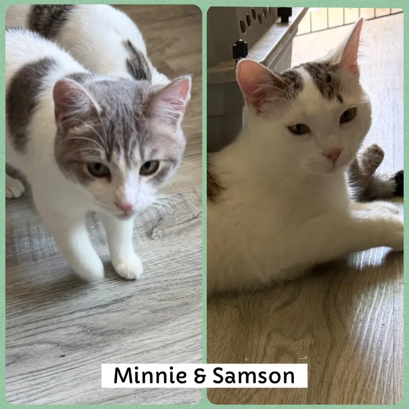 Minnie And Samson thumbnail 3