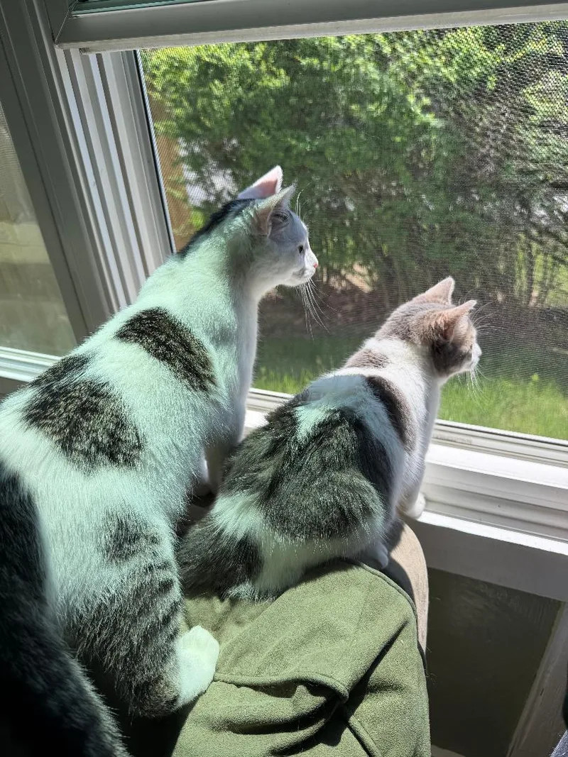 Minnie And Samson thumbnail 6
