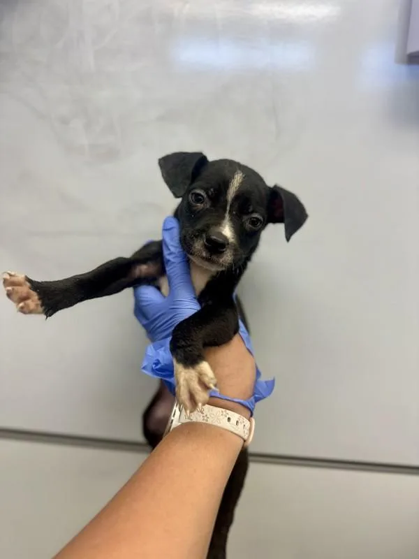 A baby small-sized male Pit Bull Terrier dog named Apollo for adoption in Victorville, CA