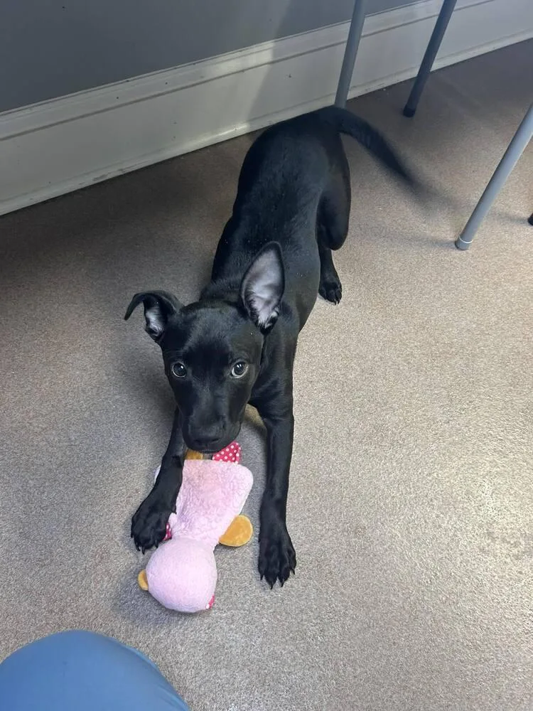 A baby medium-sized female Tricolor (Brown, Black, & White) Labrador Retriever dog named Moon Pie for adoption in Statesboro, GA