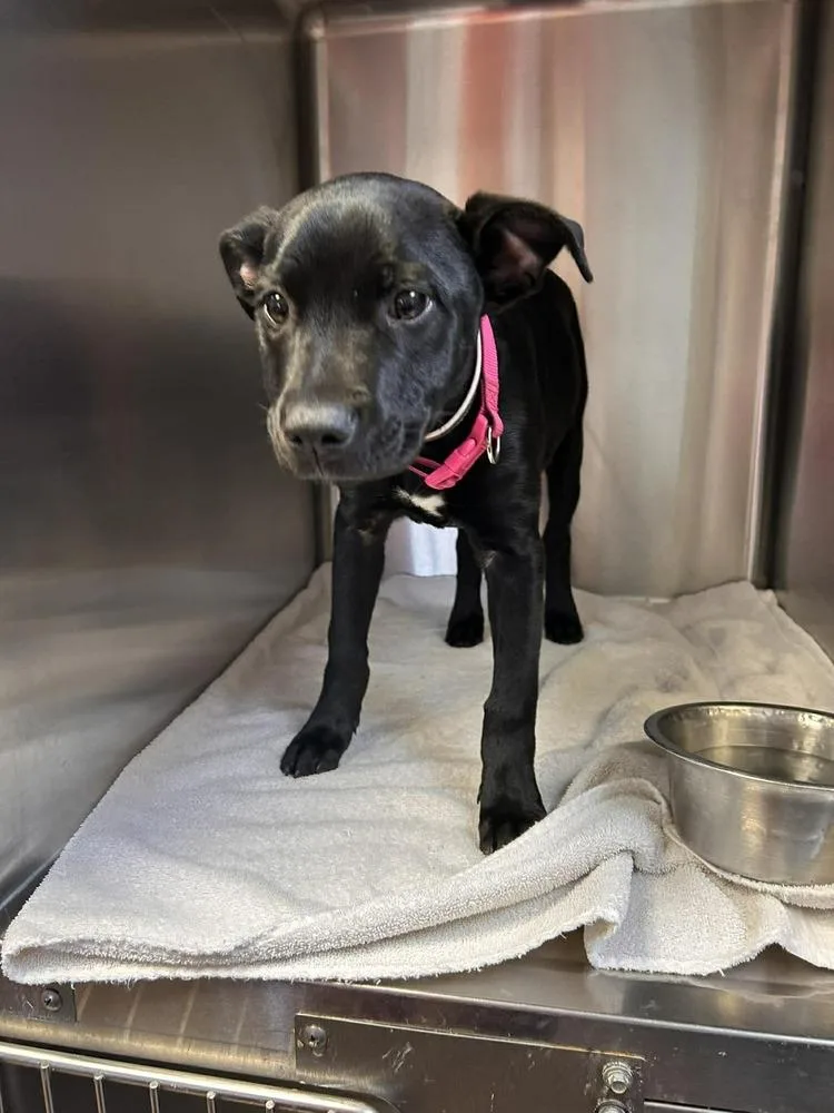 Moon Pie thumbnail 2