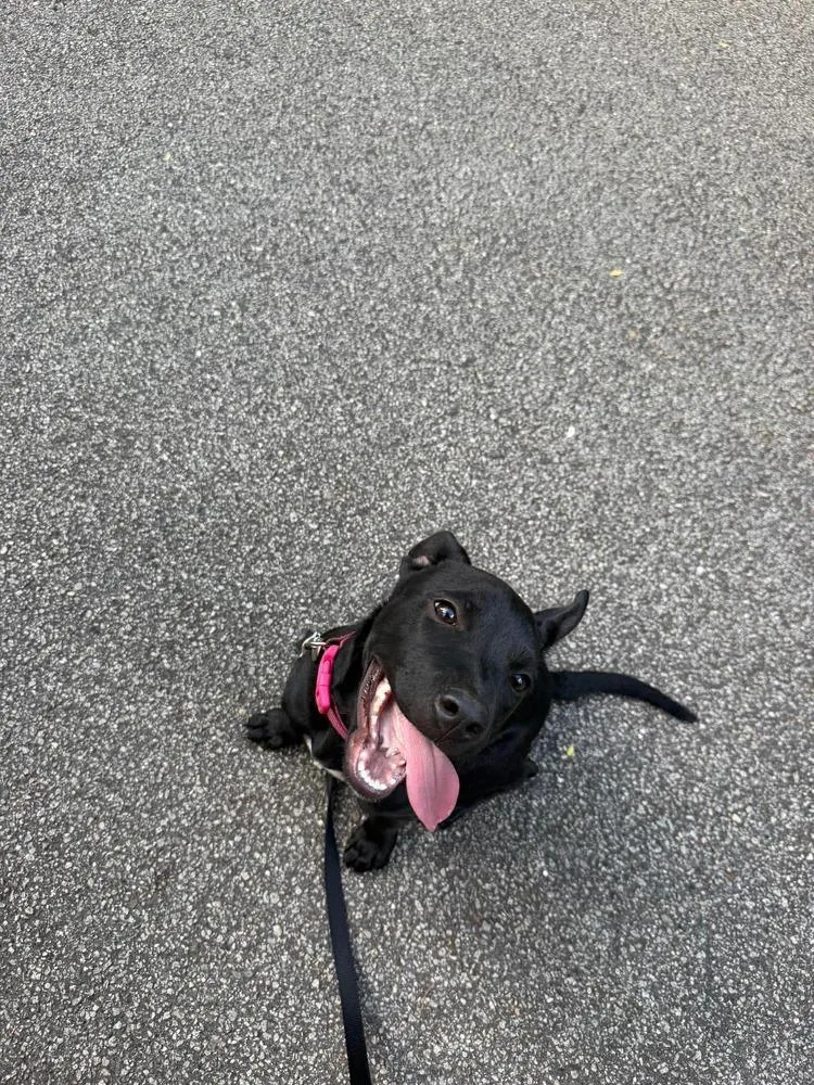 Moon Pie thumbnail 3