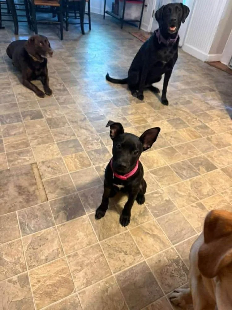 Moon Pie thumbnail 4