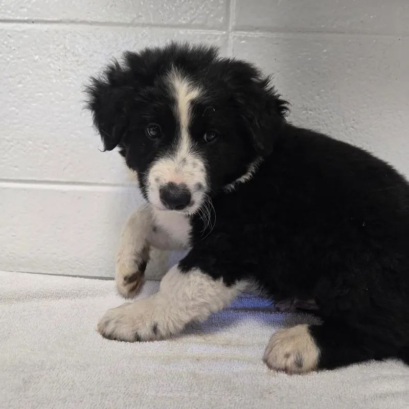 A baby small-sized male Mixed Breed dog named Door Knob for adoption in Spruce Pine, NC
