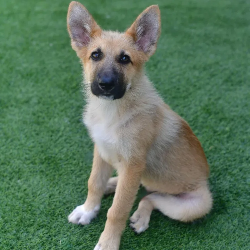 A baby large-sized male Golden Shepherd dog named Chaos for adoption in Ottawa, KS