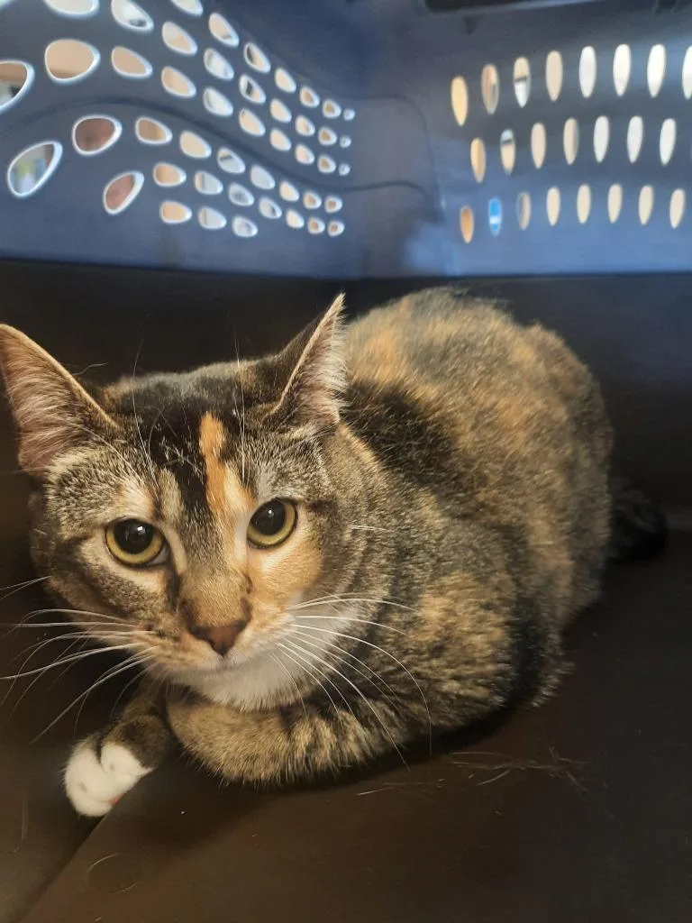 A young small-sized female Domestic Short Hair cat named Ginger for adoption in Maumelle, AR