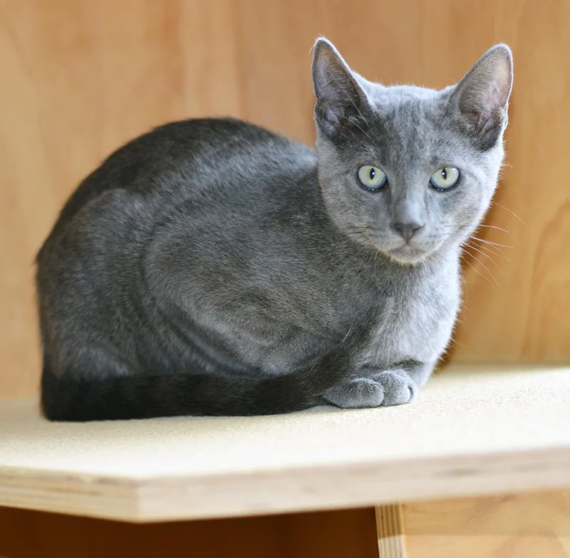 A young medium-sized male Gray / Blue / Silver Domestic Short Hair cat named Al for adoption in San Clemente, CA