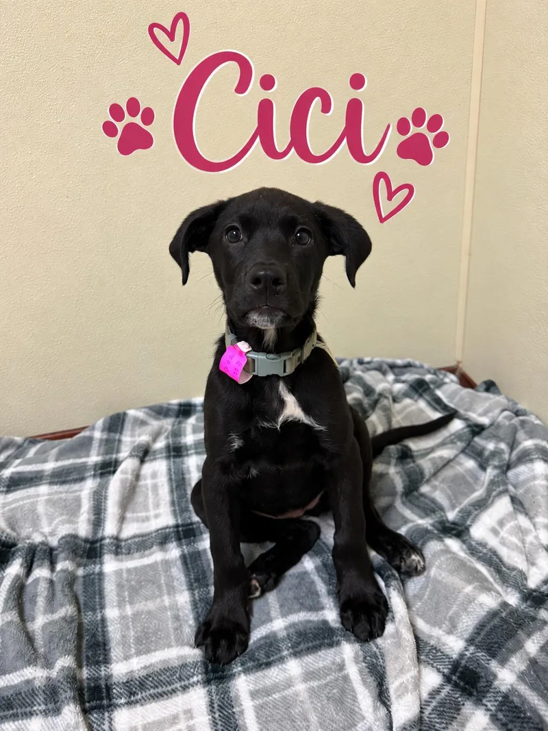 Cici thumbnail 5
