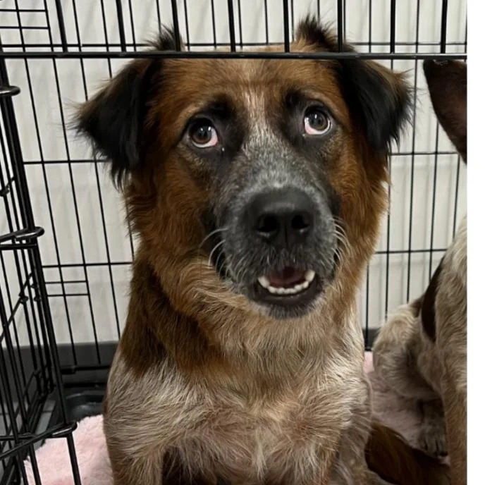 An adult medium-sized female Red / Chestnut / Orange Border Collie dog named Epica for adoption in Austin, TX