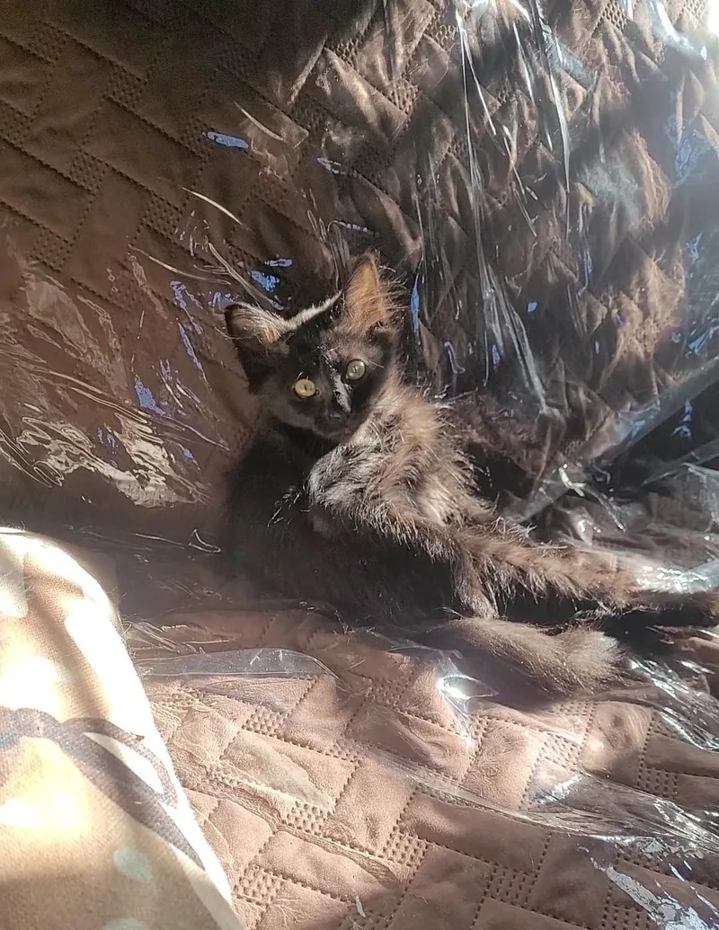 A baby small-sized male Black British Longhair cat named Bungo for adoption in Escalon, CA