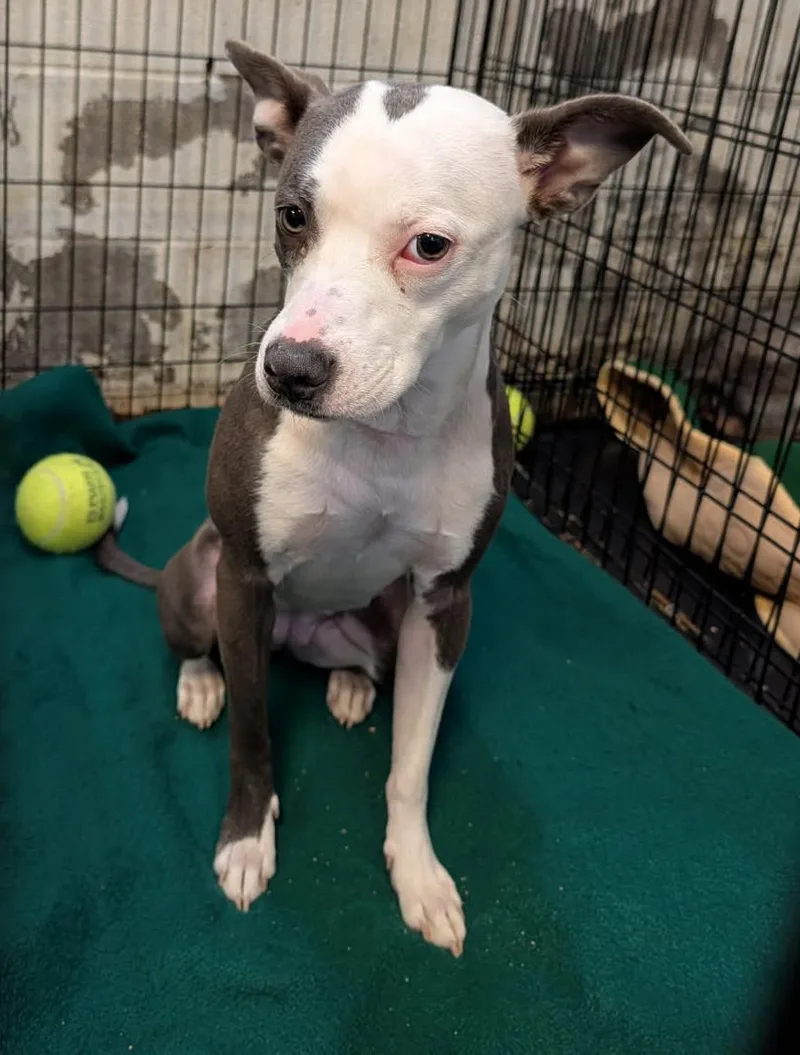 A young medium-sized female Gray / Blue / Silver Terrier dog named Agent Pipsqueak Aka Princess for adoption in Marietta, OH