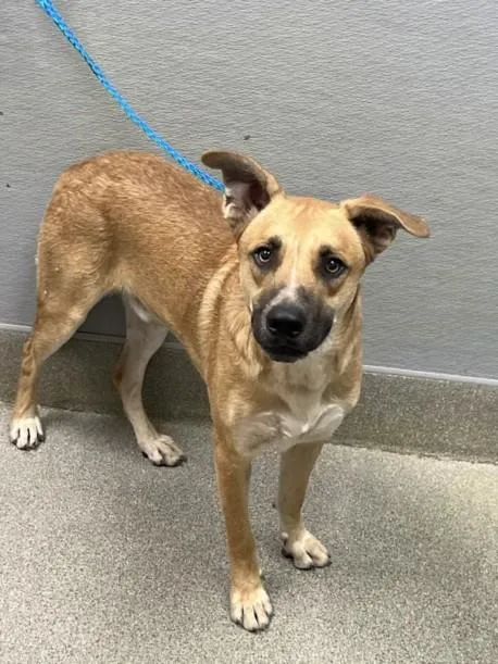 A young large-sized male German Shepherd Dog dog named Tidus for adoption in Las Vegas, NV