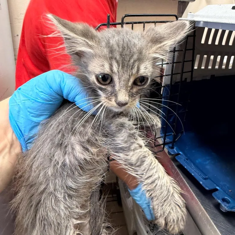 A baby small-sized male Domestic Long Hair cat named Dolan for adoption in Birmingham, AL