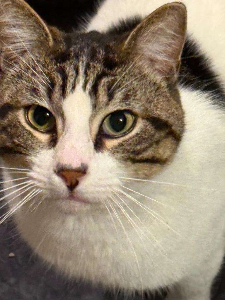 A young medium-sized male Domestic Short Hair cat named Houser for adoption in Little Rock, AR