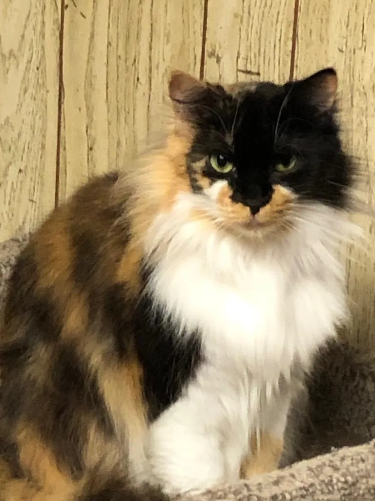 Polly