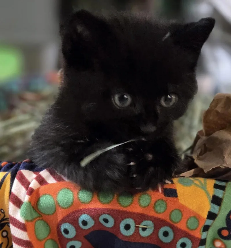 A baby medium-sized male Black Domestic Medium Hair cat named Steve for adoption in Campbell, CA