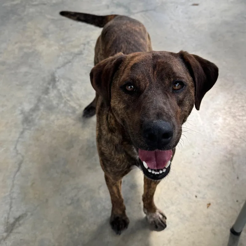 An adult medium-sized male Brindle Pit Bull Terrier dog named Buddy for adoption in Columbus, NC