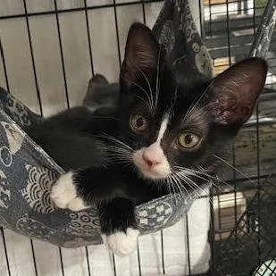 A baby small-sized female Black Domestic Short Hair cat named Poppy for adoption in Los Angeles, CA