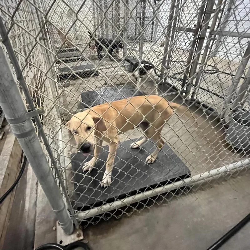 A young medium-sized male Yellow / Tan / Blond / Fawn Labrador Retriever dog named Sam for adoption in Dillon, SC