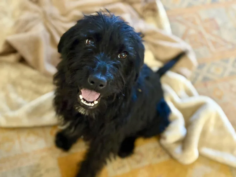 A young small-sized female Black Labradoodle dog named Nadia for adoption in Leesburg, AL
