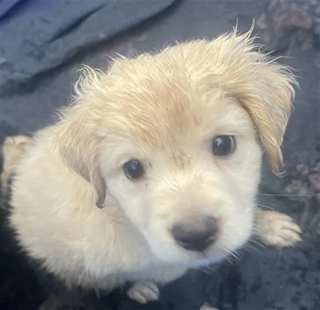 A baby large-sized female Mixed Breed dog named Meadow for adoption in Dallas, TX