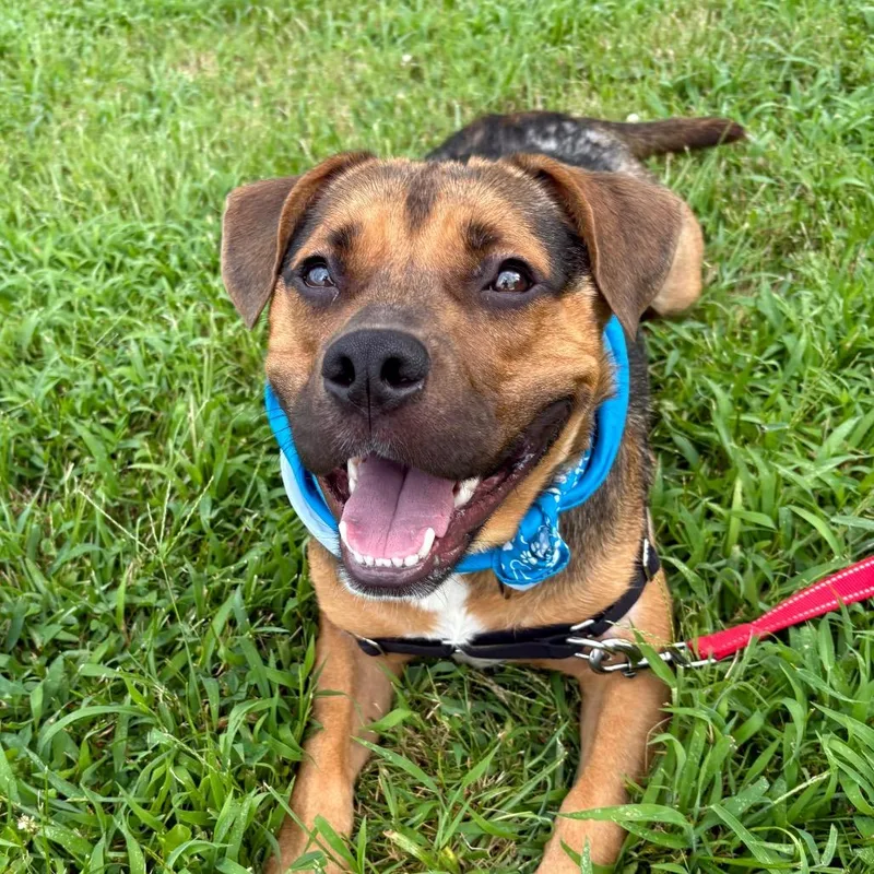 An adult medium-sized male Brown / Chocolate Mixed Breed dog named Darrell PP for adoption in St Joseph, MO