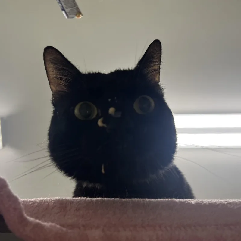An adult medium-sized male Black Domestic Short Hair cat named Snaggle for adoption in Media, PA