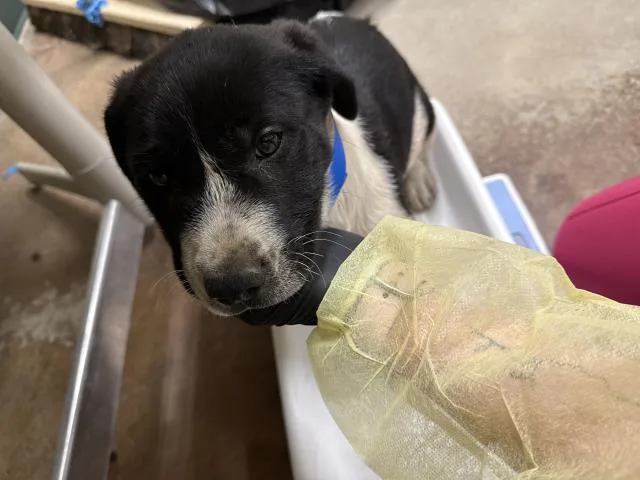 A baby small-sized male Pit Bull Terrier dog named Atlas for adoption in Thousand Palms, CA