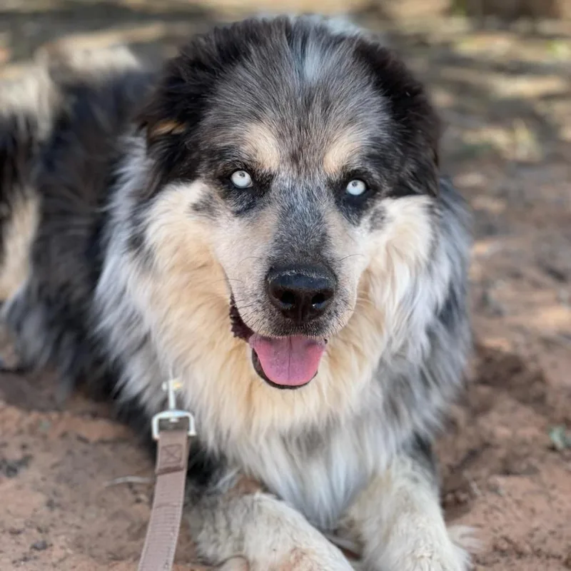 A senior large-sized male Black Alaskan Malamute dog named Archo for adoption in Branford, CT