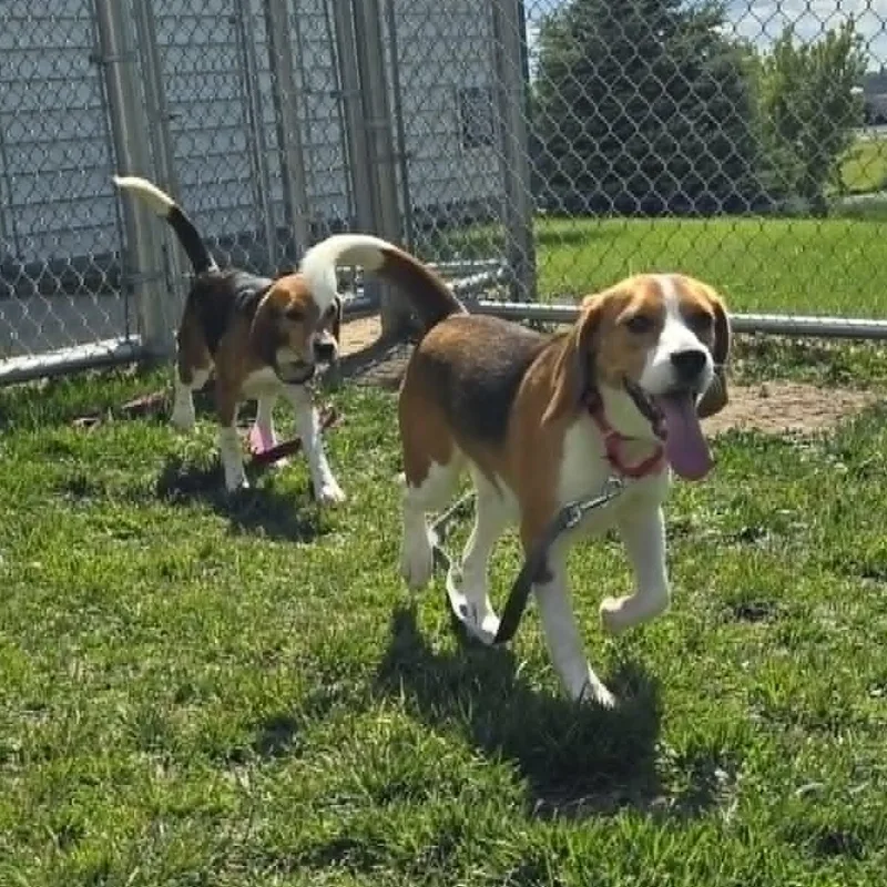 A young small-sized female Tricolor (Brown, Black, & White) Beagle dog named Billie for adoption in Watertown, WI
