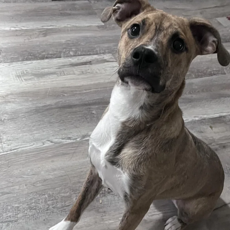 A young medium-sized male Brindle Mixed Breed dog named Copper for adoption in Corinth, MS