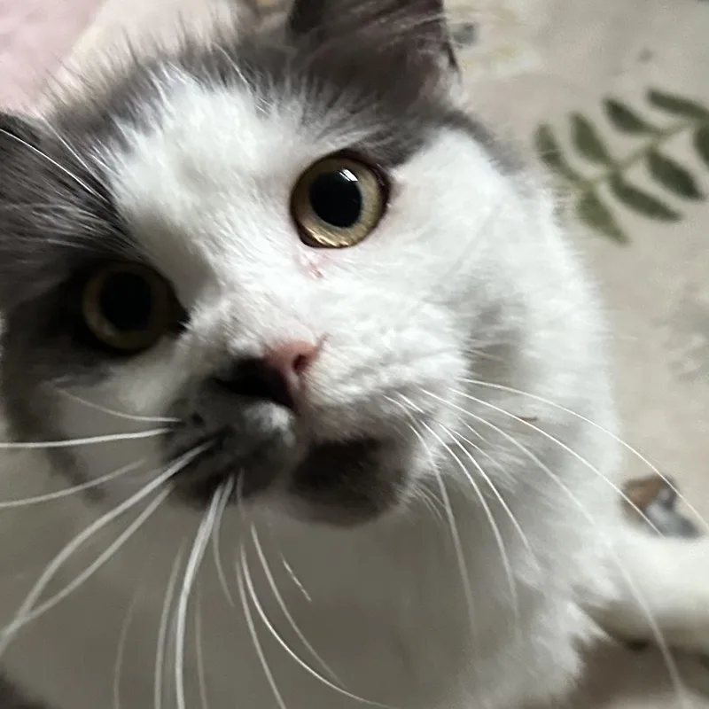 A young medium-sized male Gray & White Domestic Medium Hair cat named Milo for adoption in Bourne, MA