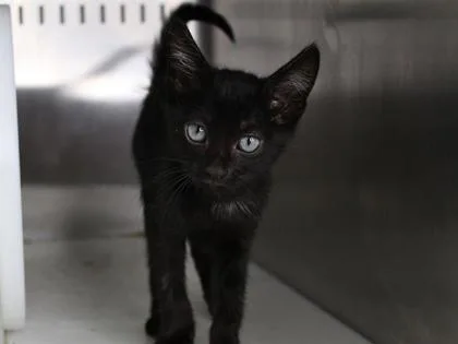 A baby small-sized male Domestic Short Hair cat named Garbanzo for adoption in Daytona Beach, FL